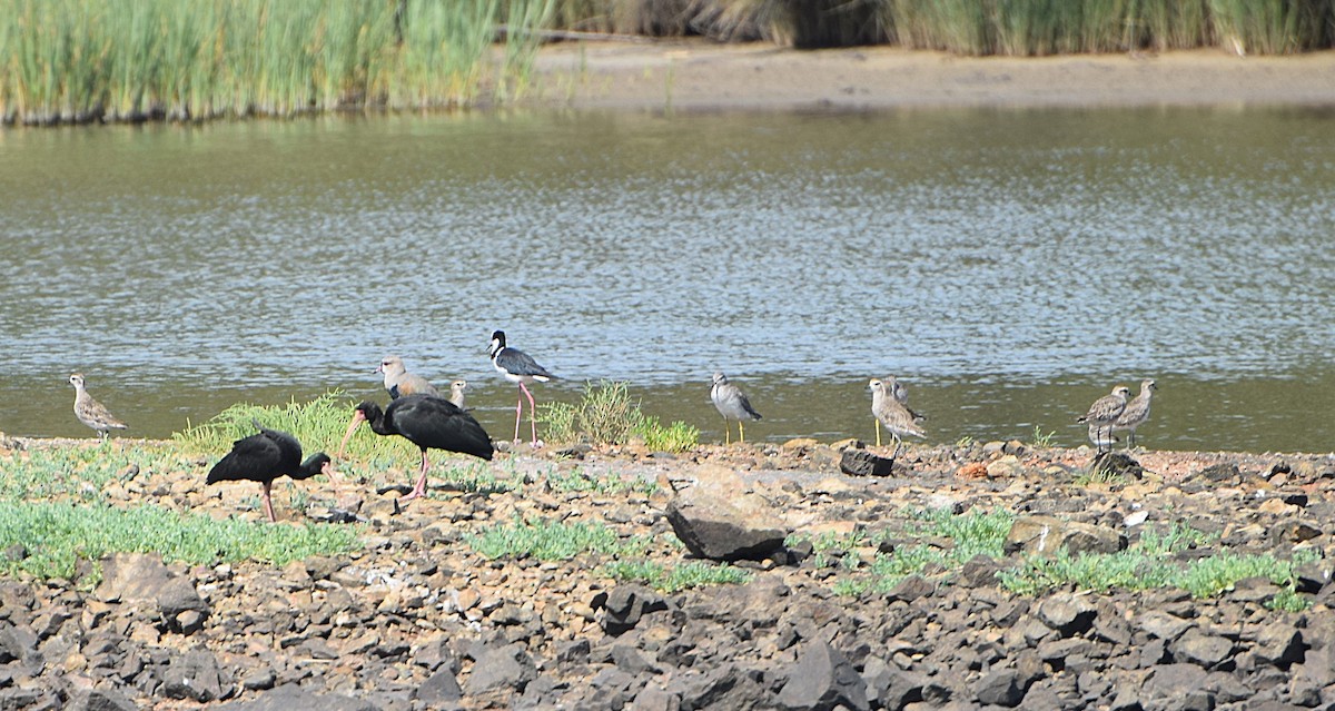 Nacktzügelibis - ML646810858