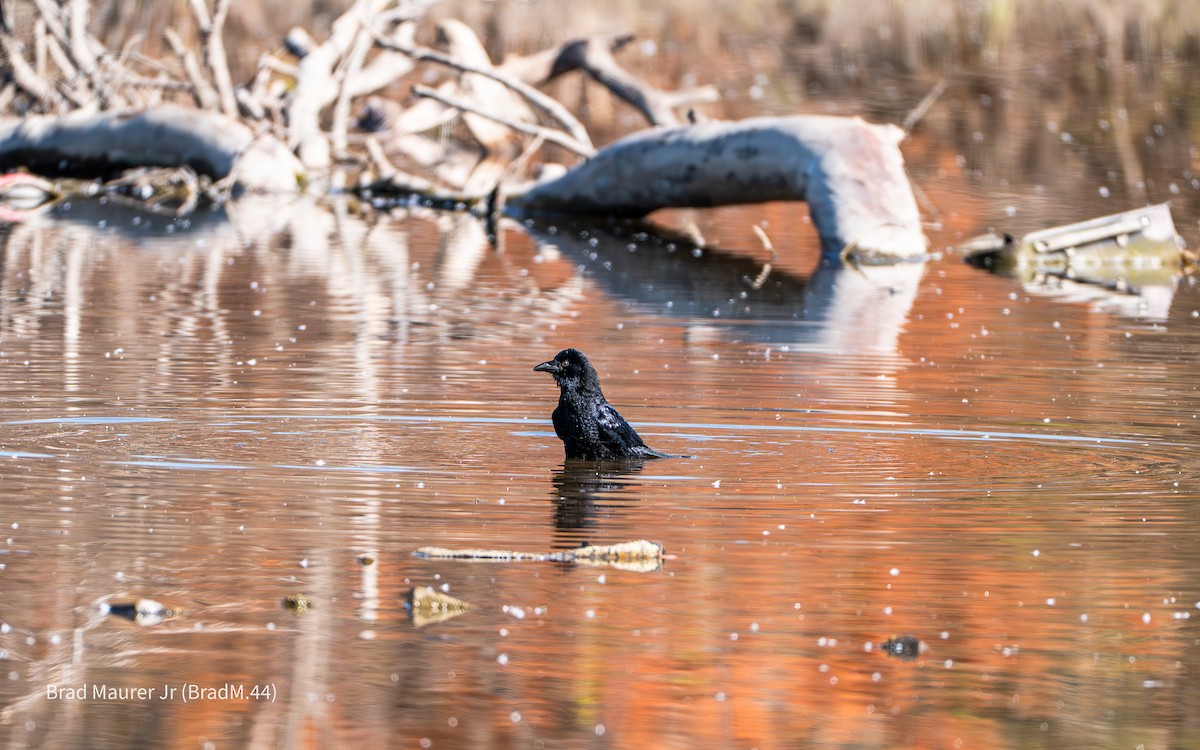 American Crow - ML646810859