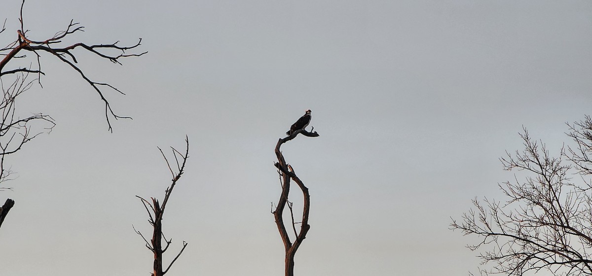 Osprey - ML646810861