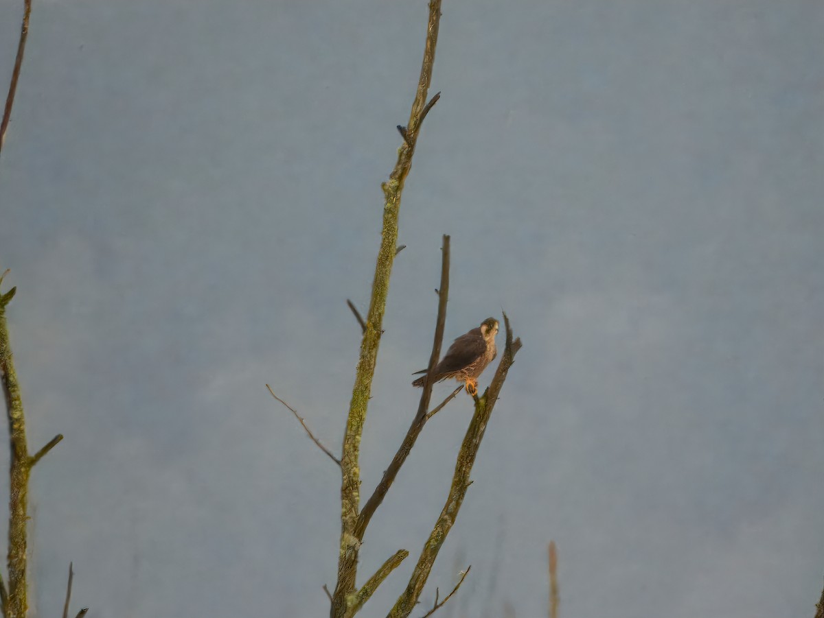 Peregrine Falcon - ML646810862