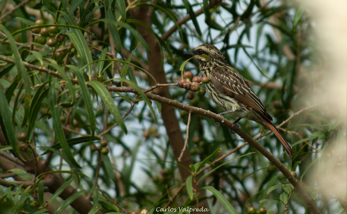 Bienteveo Rayado - ML646810863