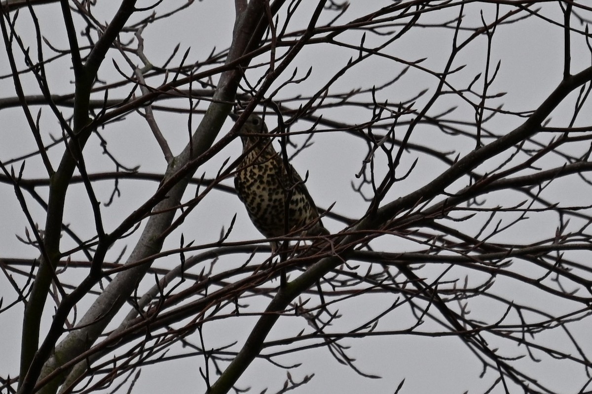 Mistle Thrush - ML646810883