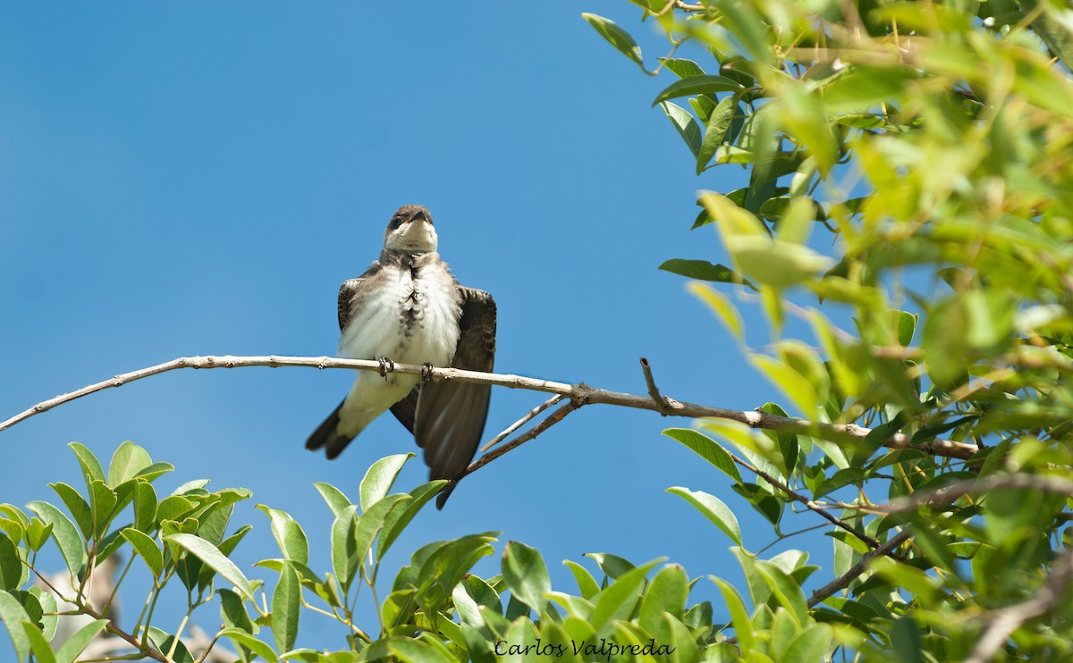 Golondrina Parda - ML646810896