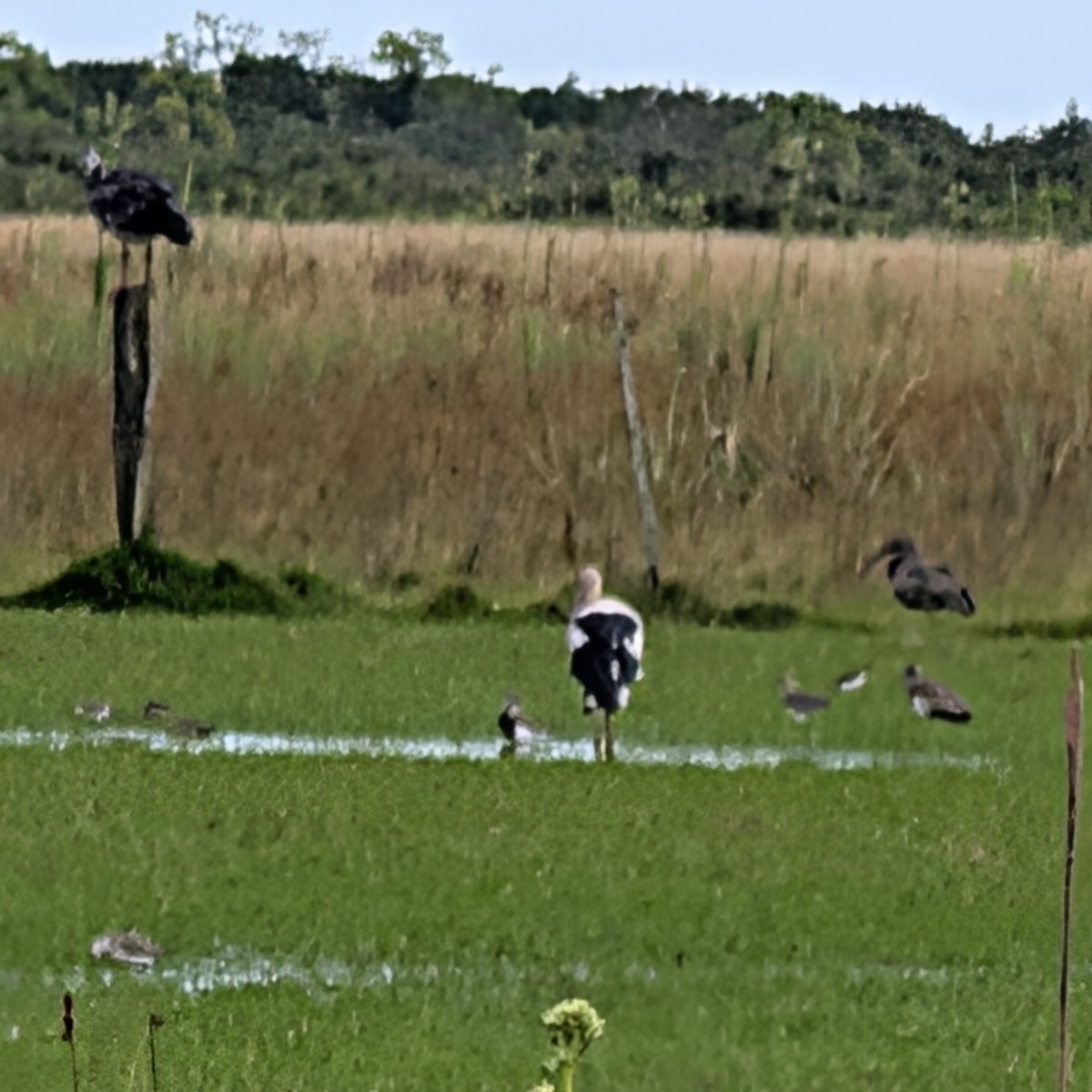 kragegjeterfugl - ML646810908