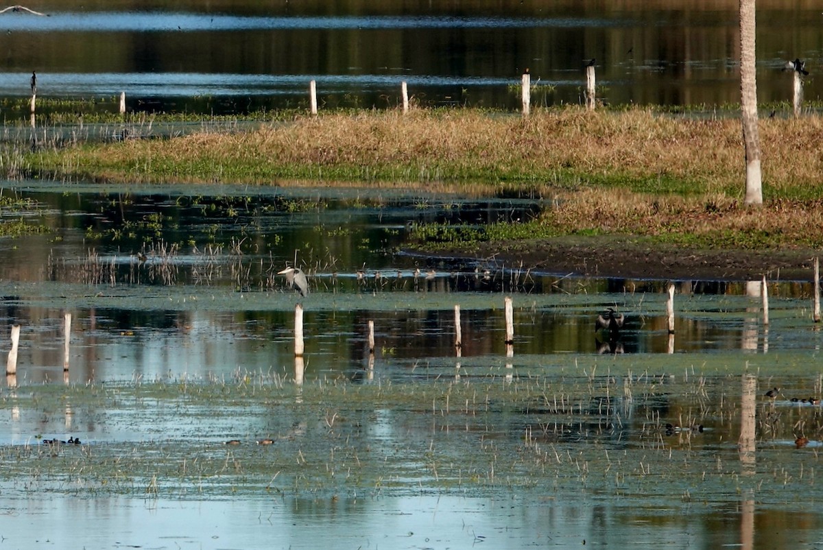 Long-billed Dowitcher - ML646810909