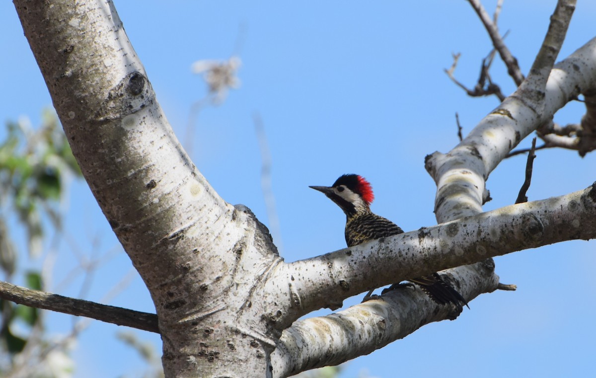 Декол плямистоволий - ML646810910