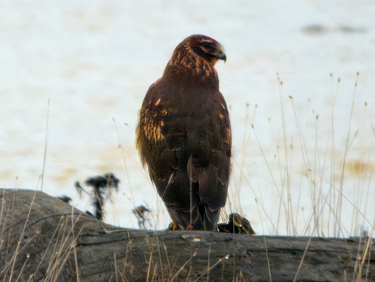 Northern Harrier - ML646810911