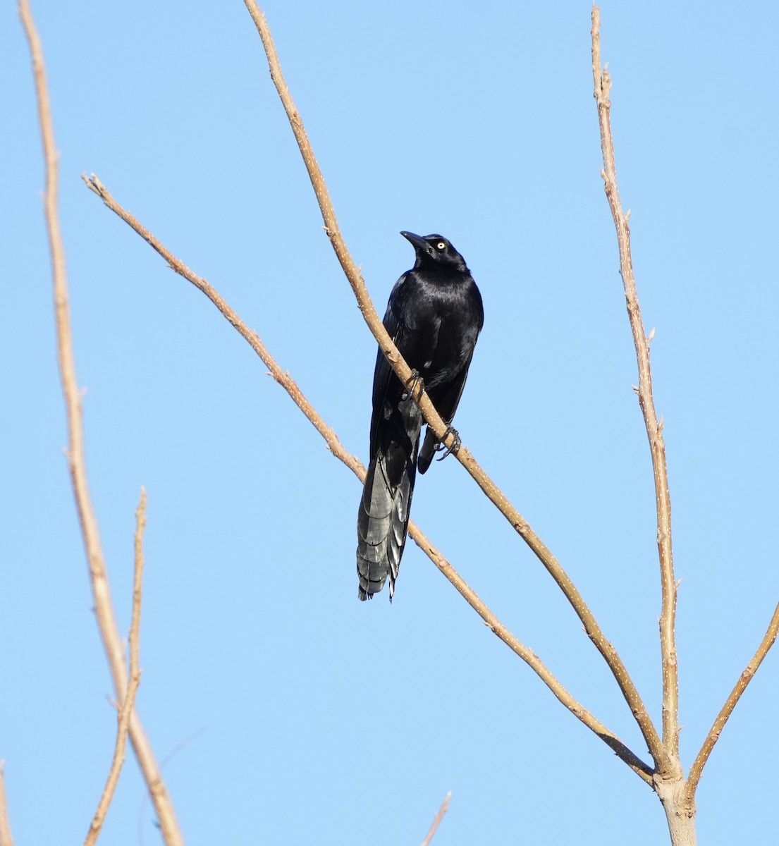 Great-tailed Grackle - ML646810912