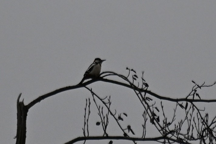 Great Spotted Woodpecker - ML646810913