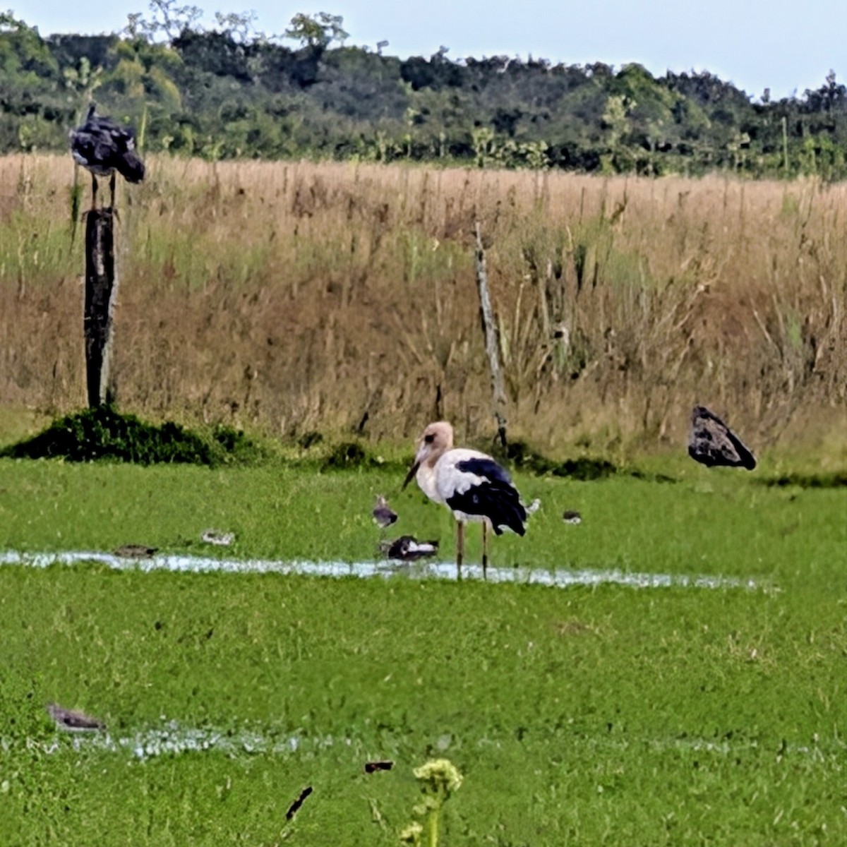 maguaristork - ML646810914