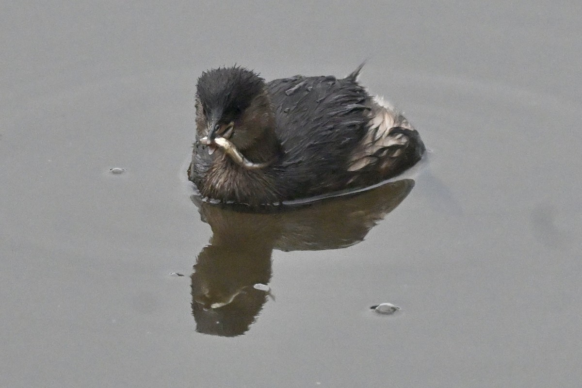 Little Grebe - ML646810915