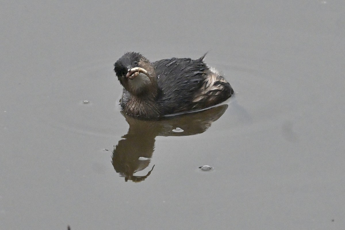Little Grebe - ML646810916