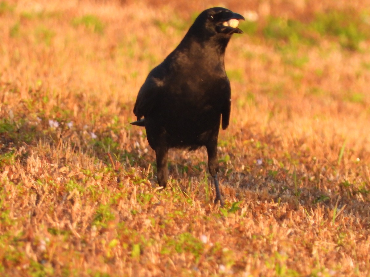 American Crow - ML646810917