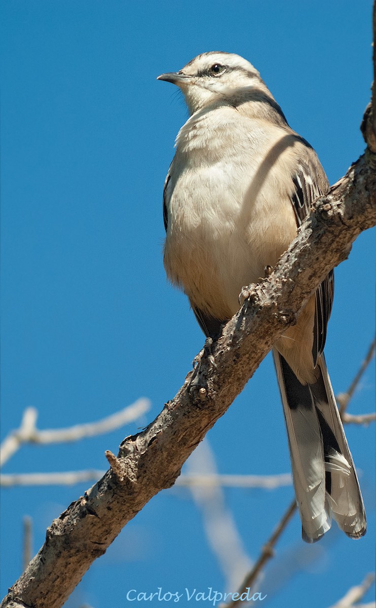 Sinsonte Calandria - ML646810918
