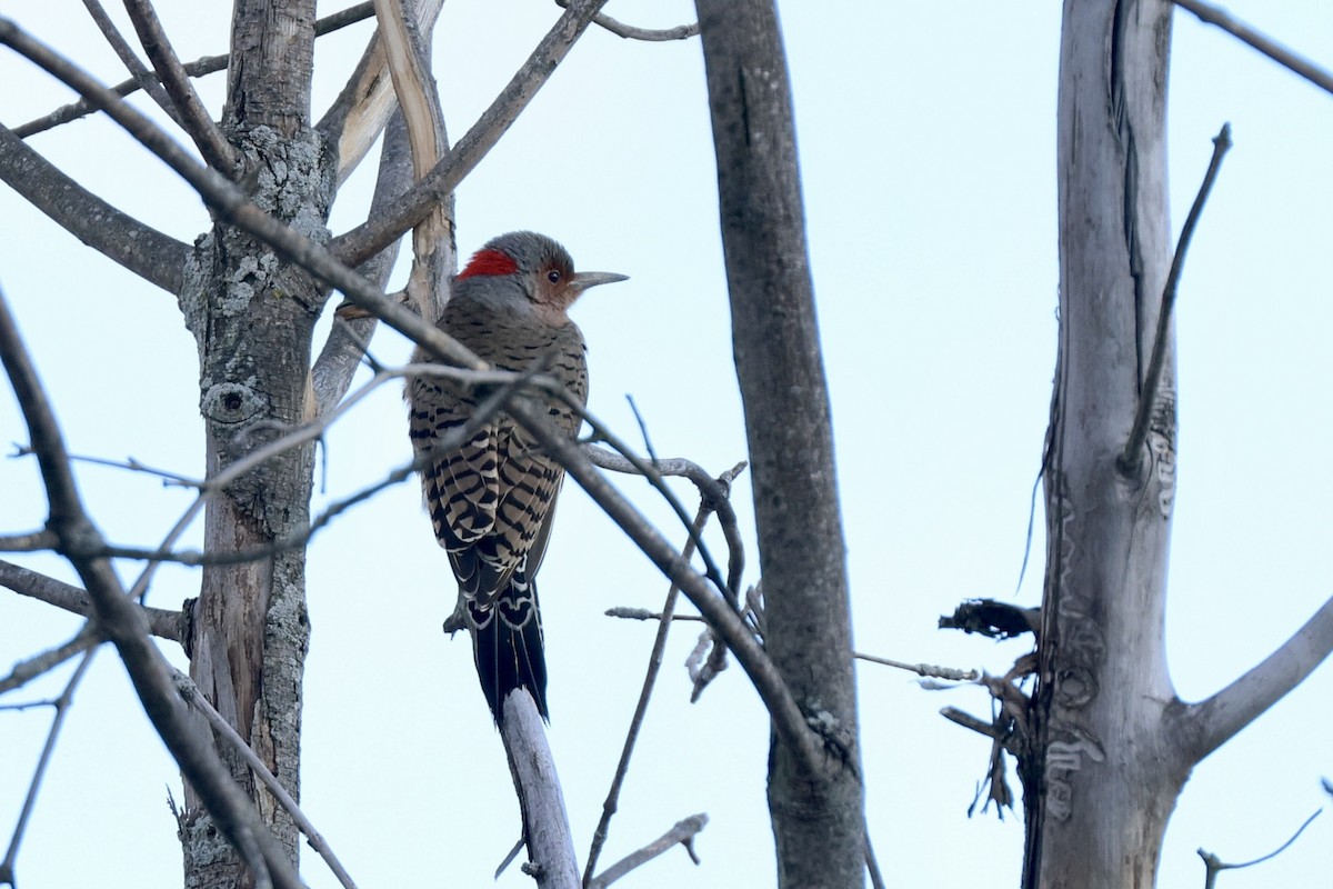 Northern Flicker - ML646810920