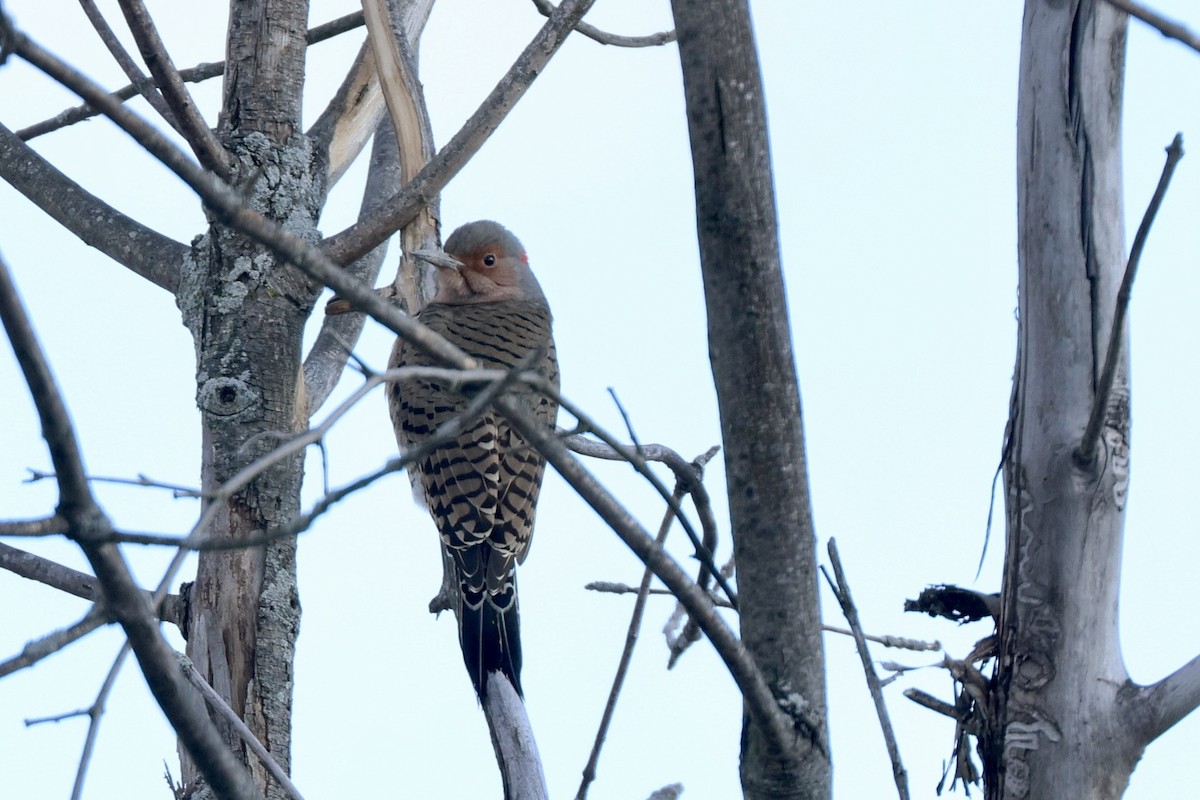 Northern Flicker - ML646810921