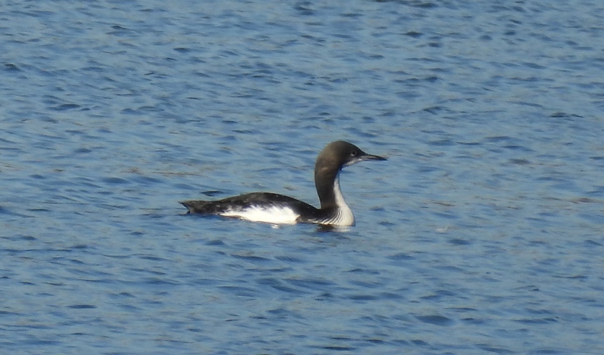 potáplice pacifická - ML646810922