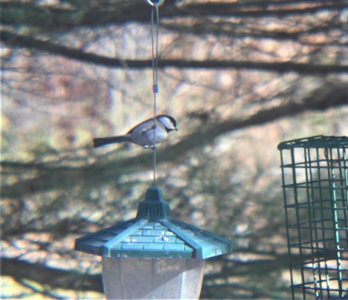 Каролинская гаичка - ML646810924