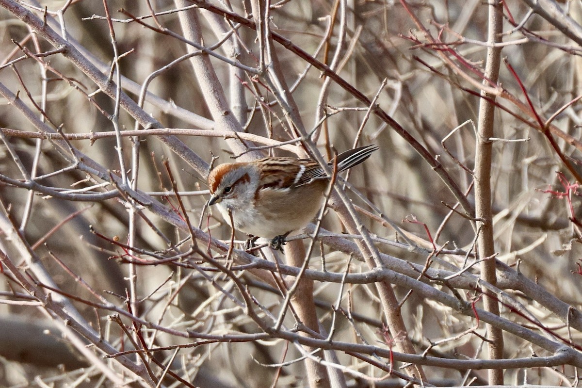 American Tree Sparrow - ML646810925