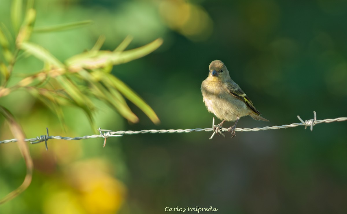 Jilguero Encapuchado - ML646810926