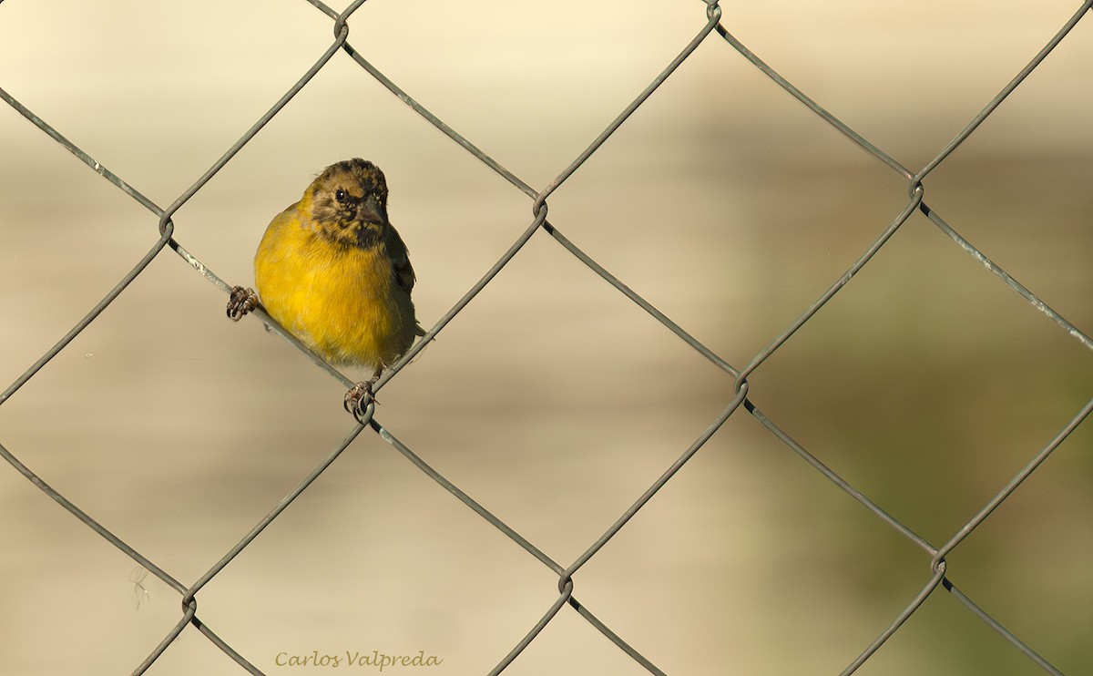 Jilguero Encapuchado - ML646810929