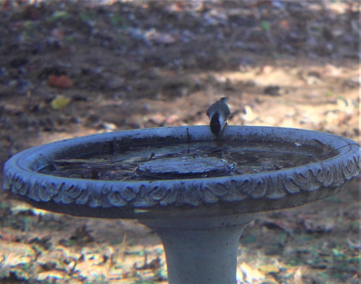 Каролинская гаичка - ML646810931