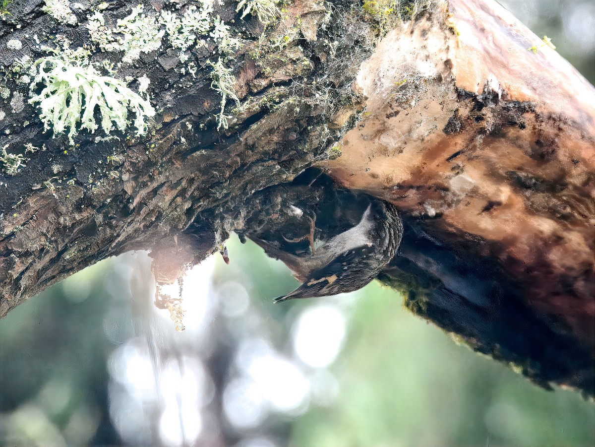 Brown Creeper - ML646810932