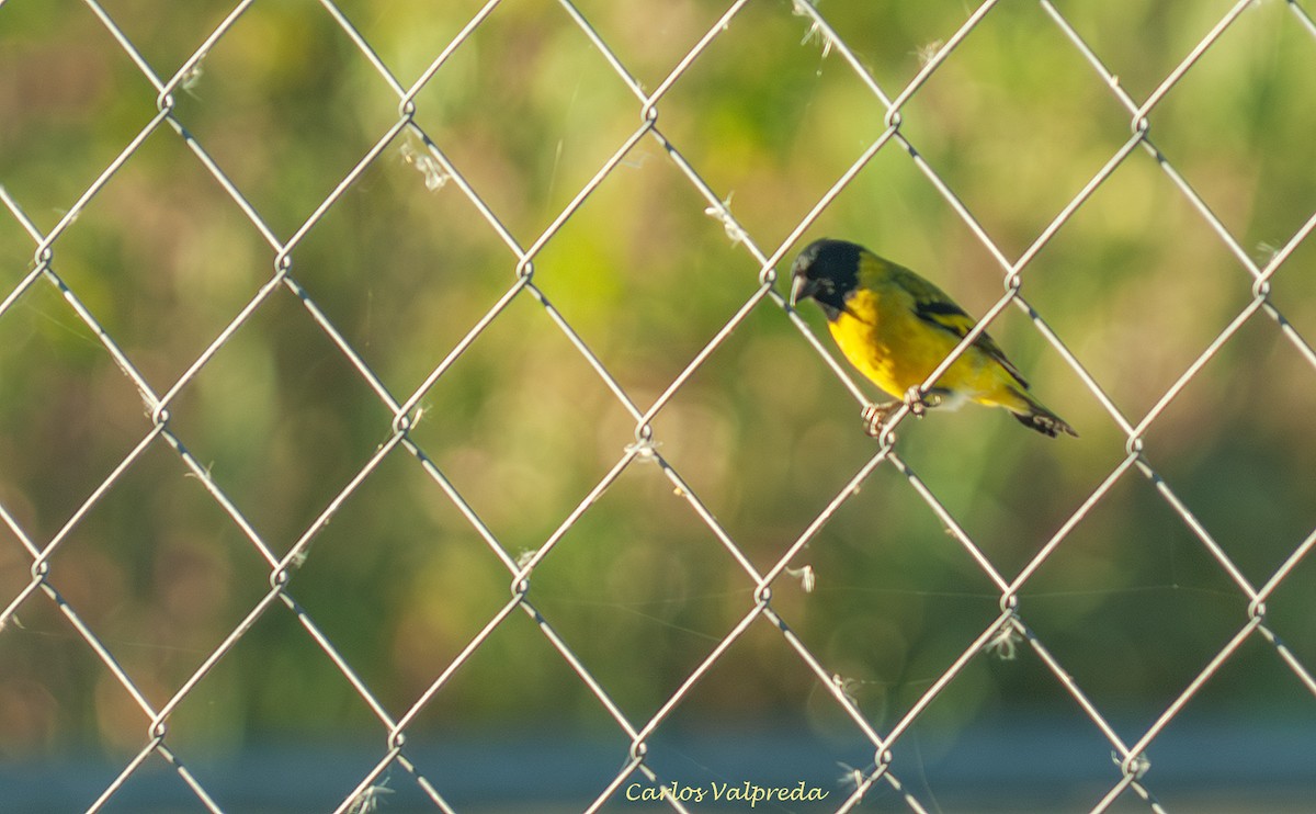 Jilguero Encapuchado - ML646810933