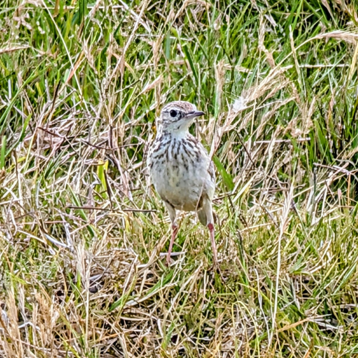 gresspiplerke - ML646810934