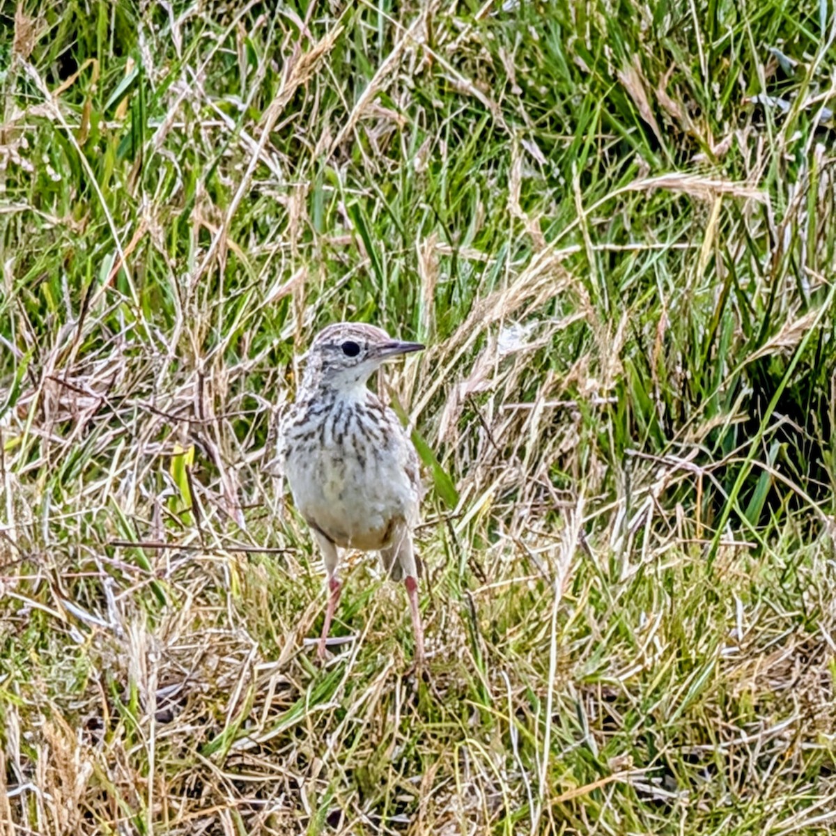 gresspiplerke - ML646810935