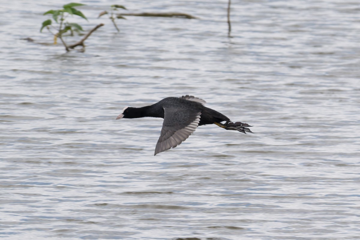 sothøne - ML646810942