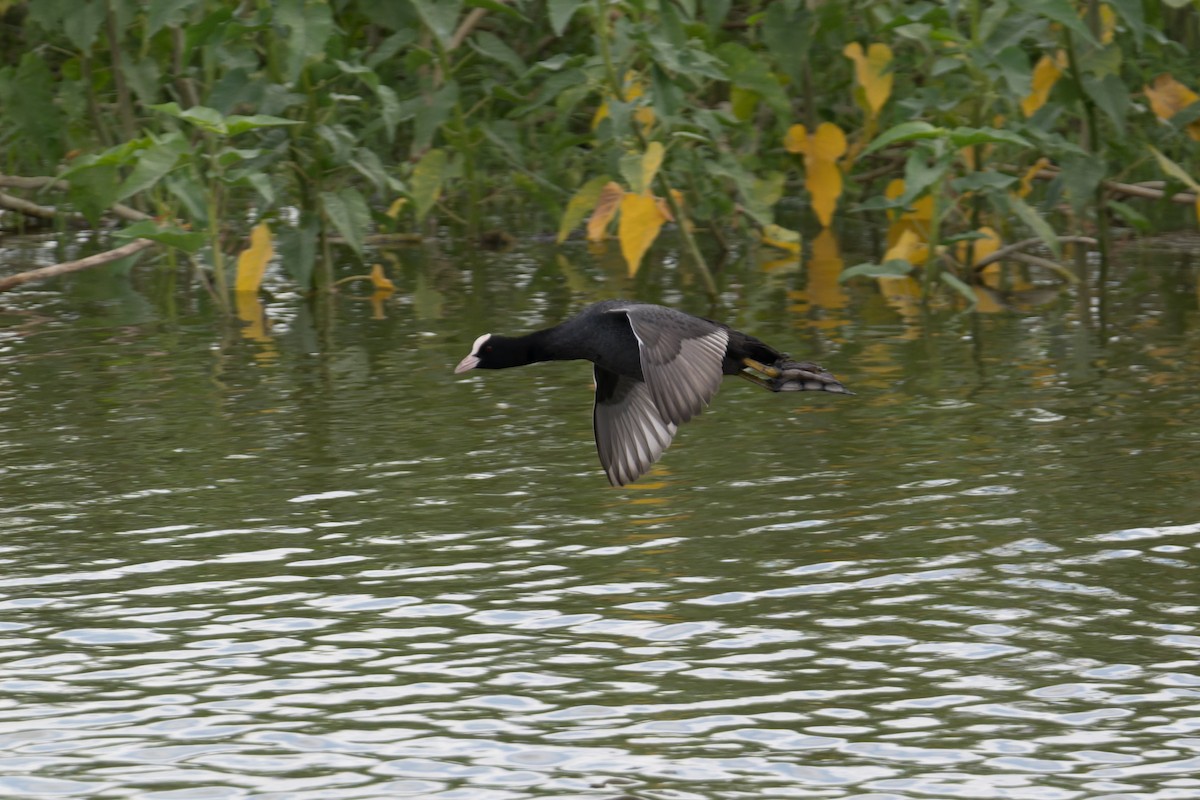 sothøne - ML646810944