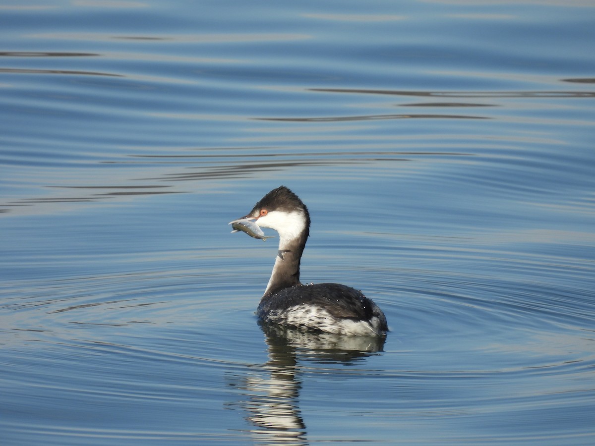 potápka žlutorohá - ML646810945