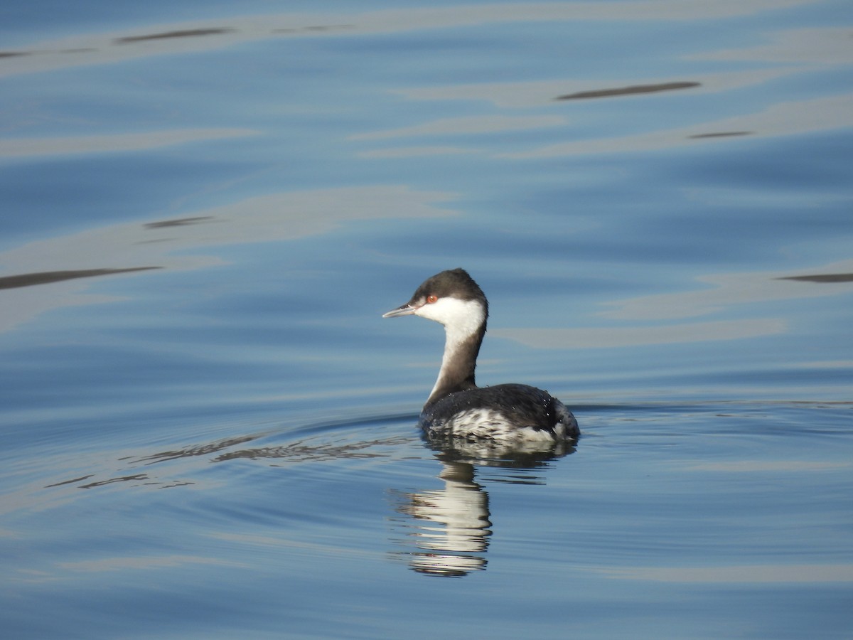 potápka žlutorohá - ML646810946