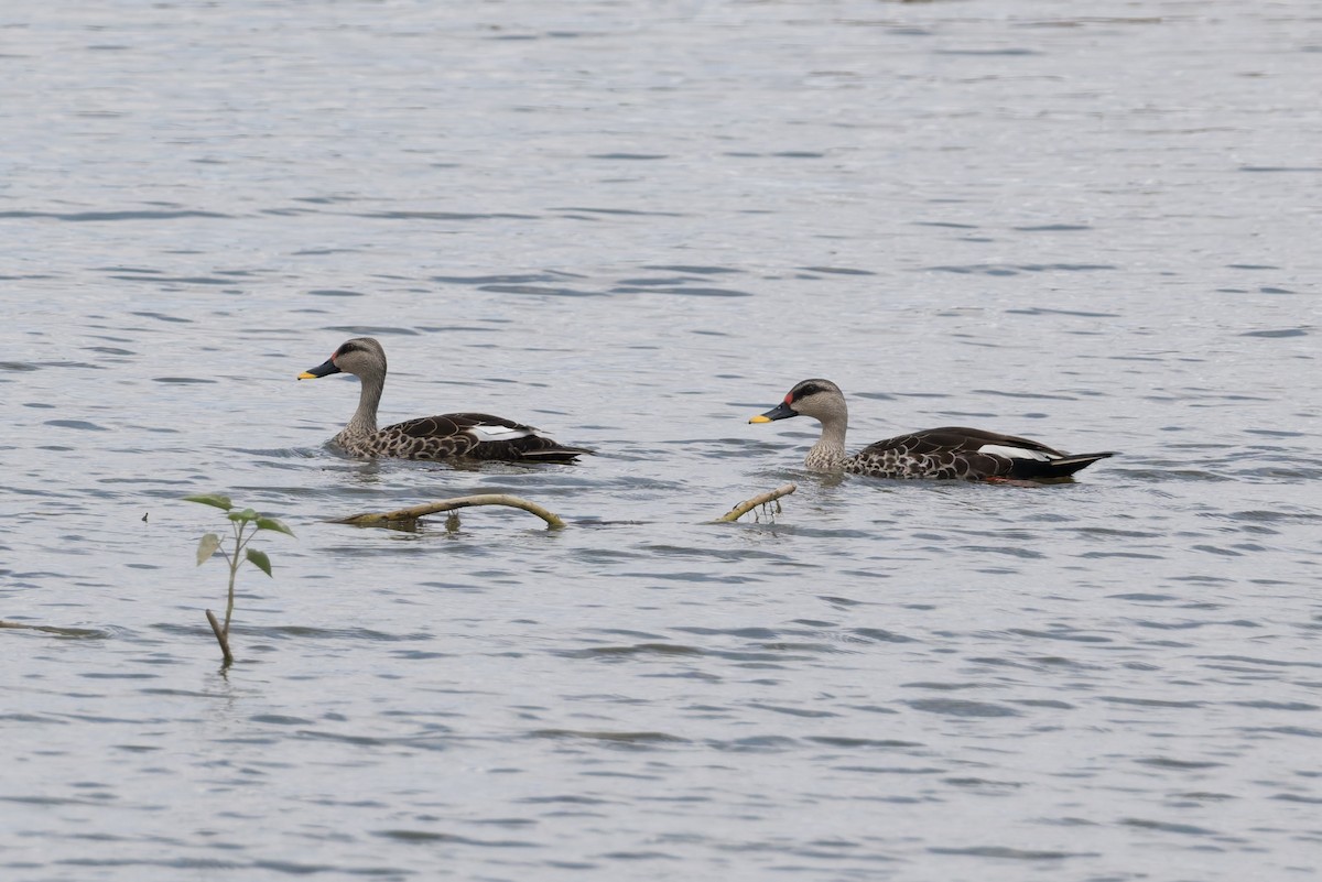 flekknebband - ML646810947