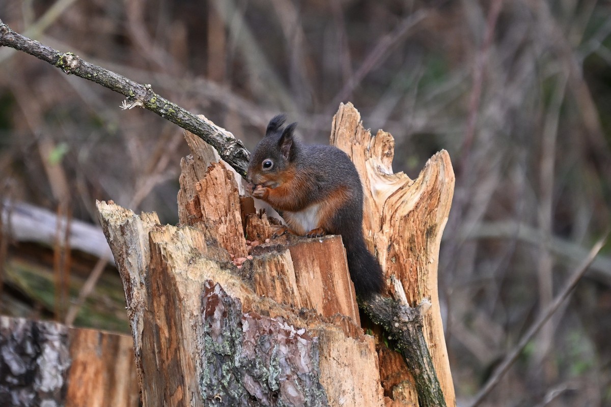 Eurasian Red Squirrel - ML646810948