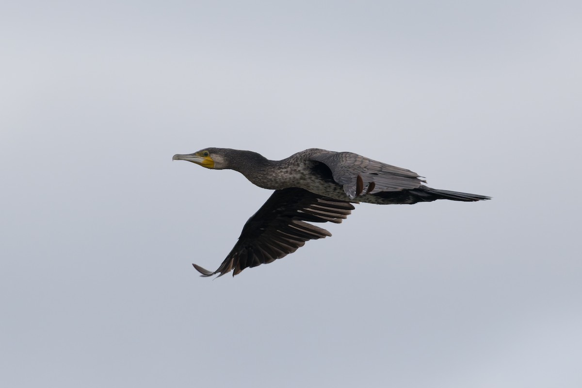 storskarv - ML646810949