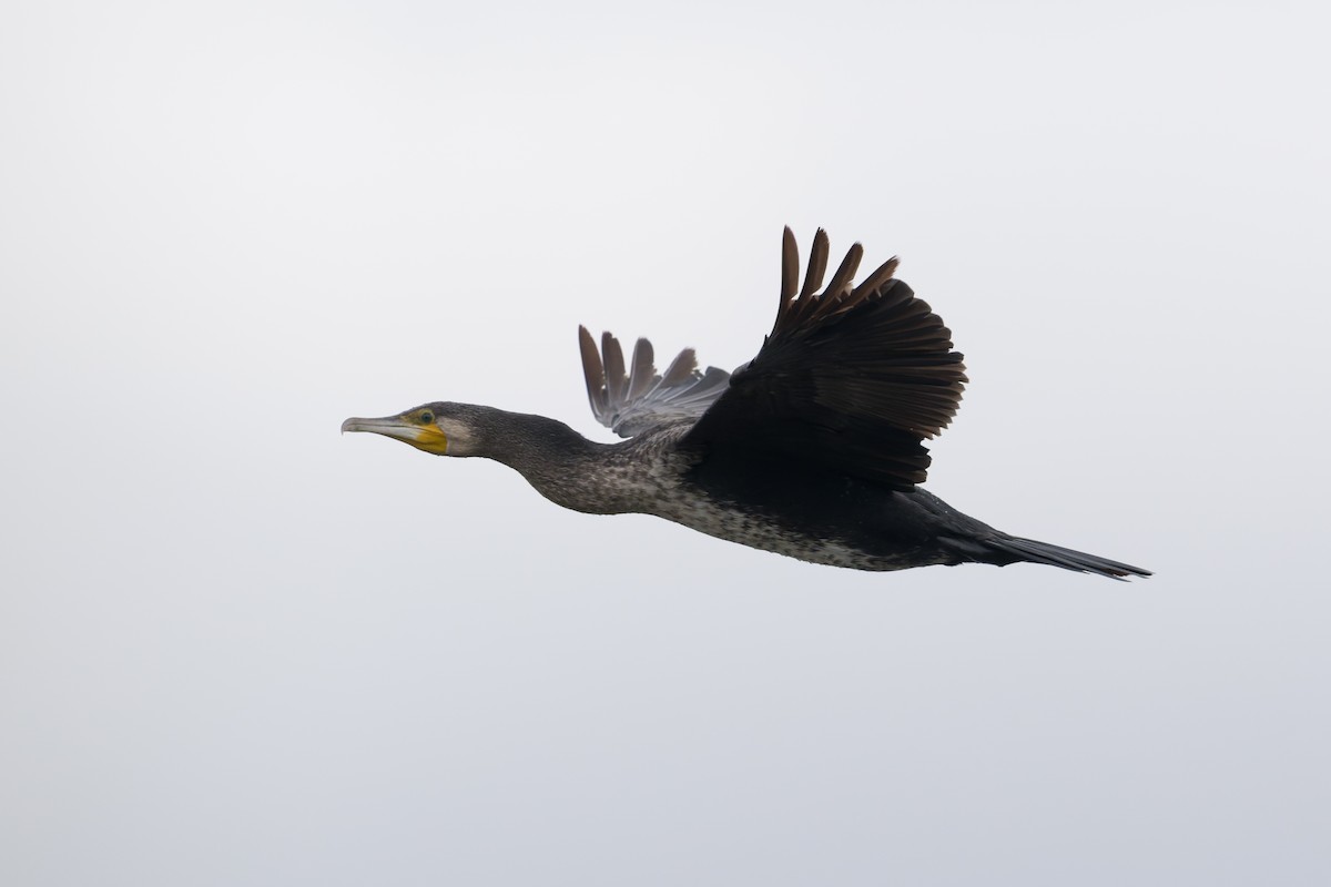 storskarv - ML646810950