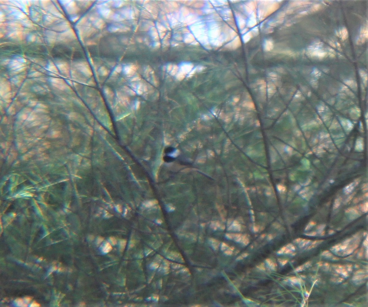 Каролинская гаичка - ML646810951