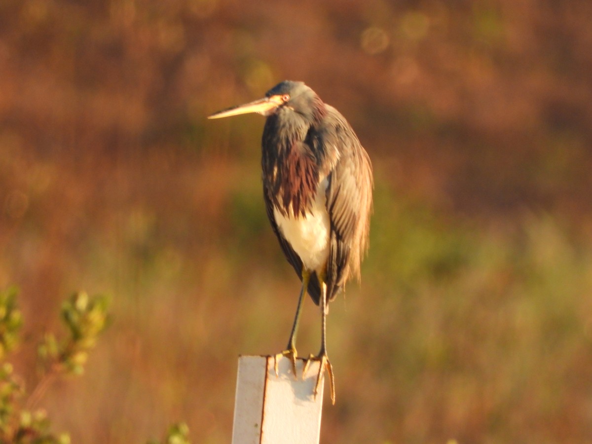 Tricolored Heron - ML646810952