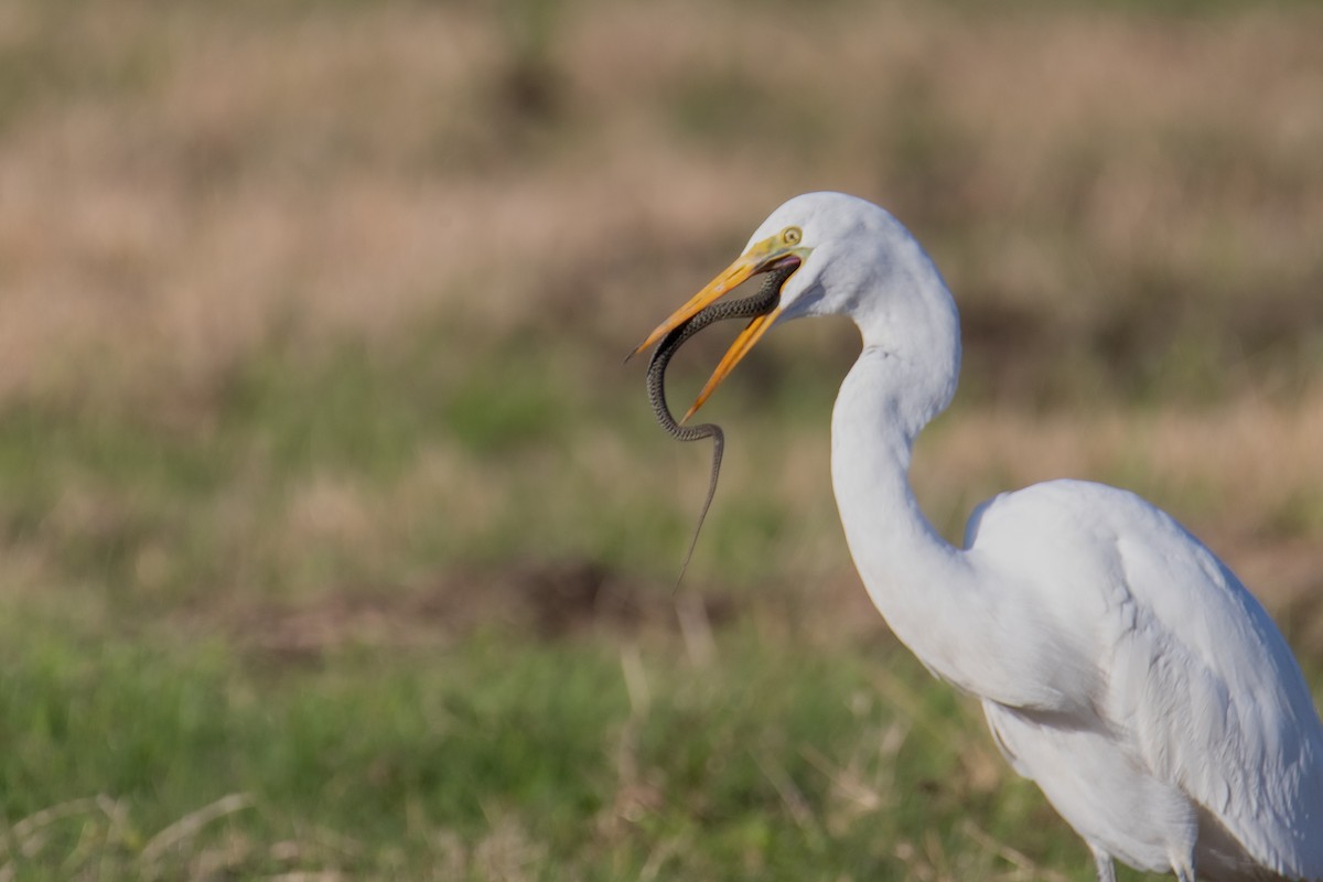Great Egret - ML646810954