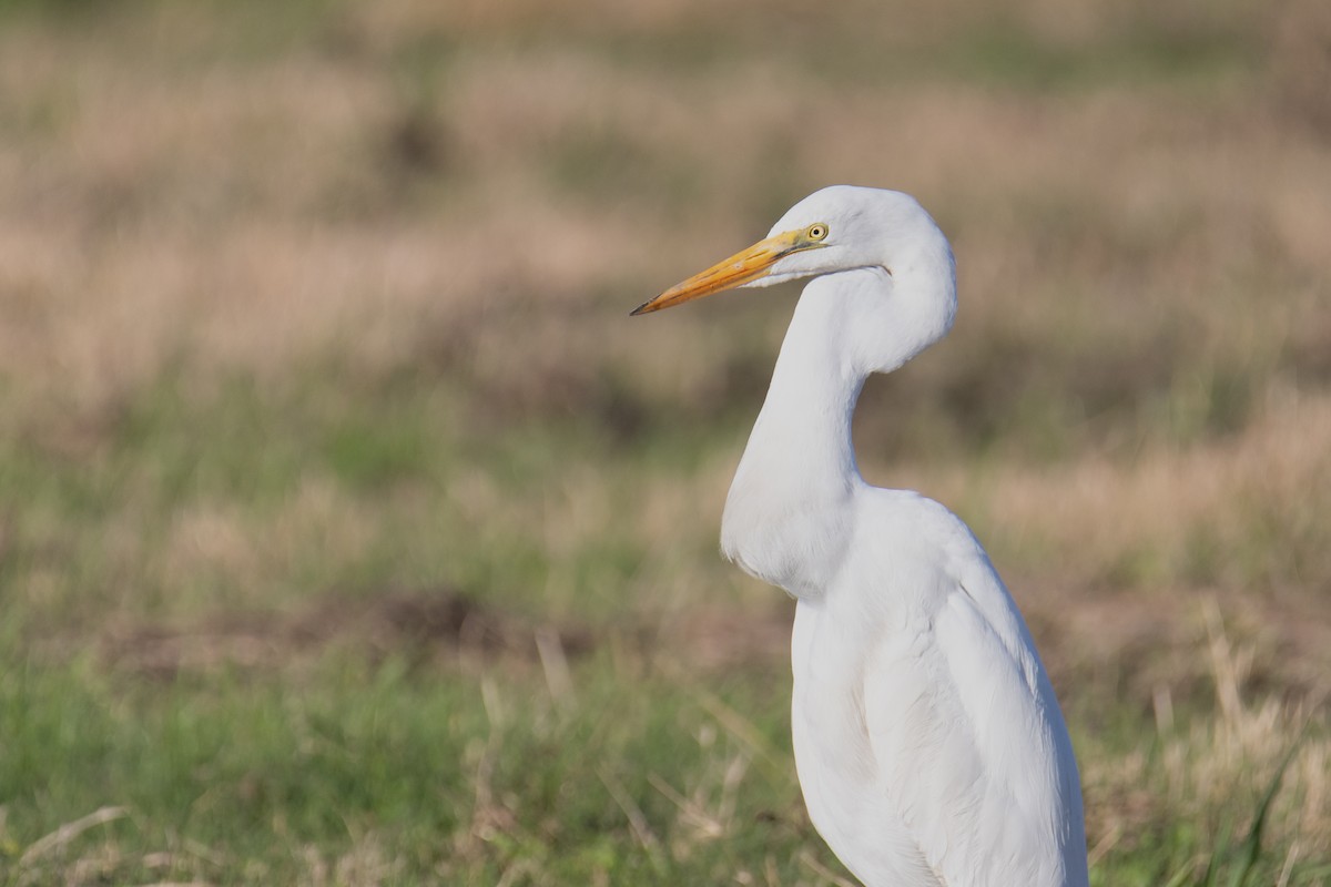 Great Egret - ML646810957