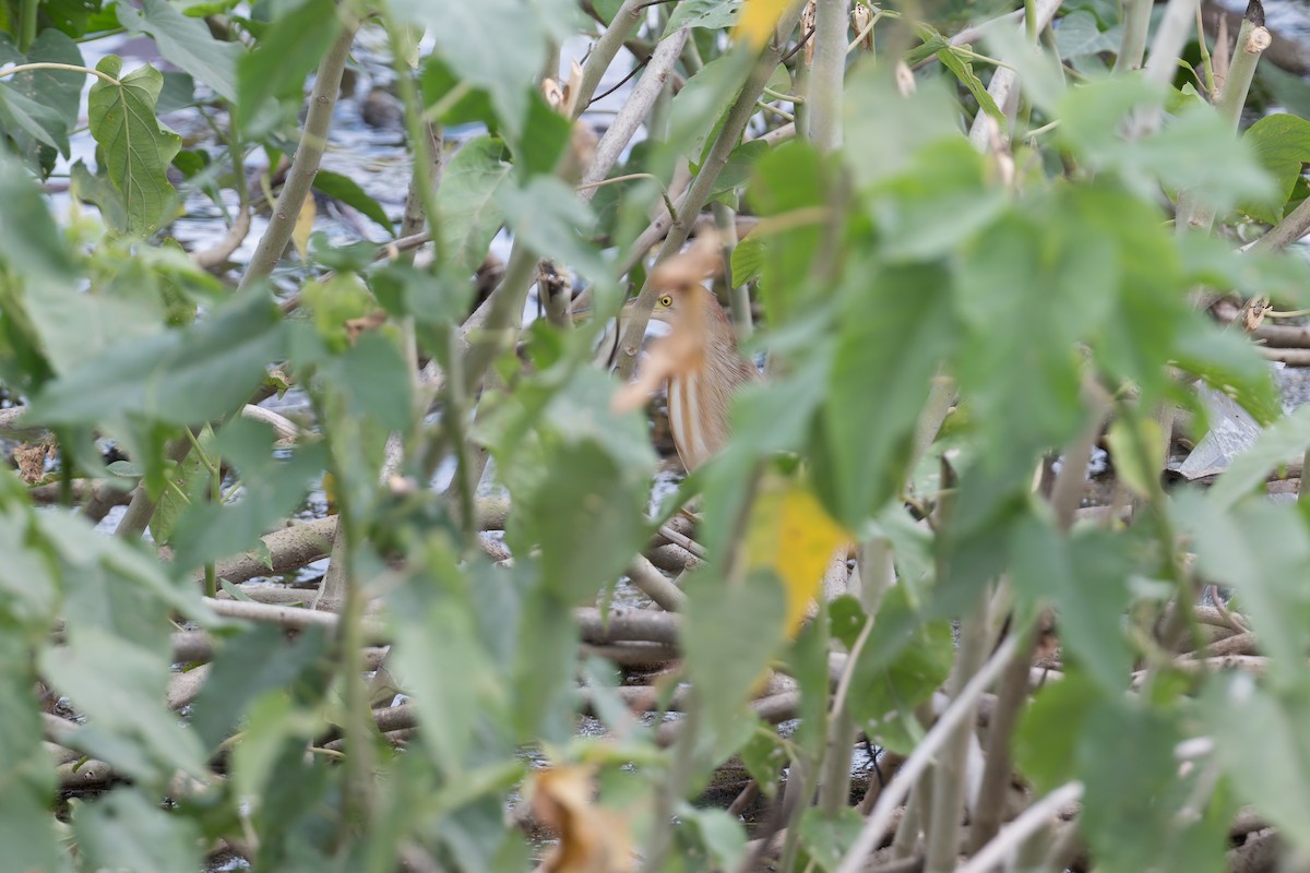 okerrørdrum - ML646810961