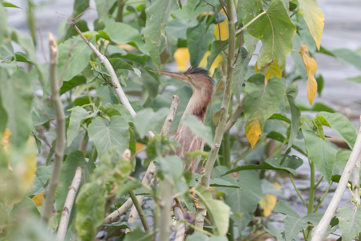 okerrørdrum - ML646810962