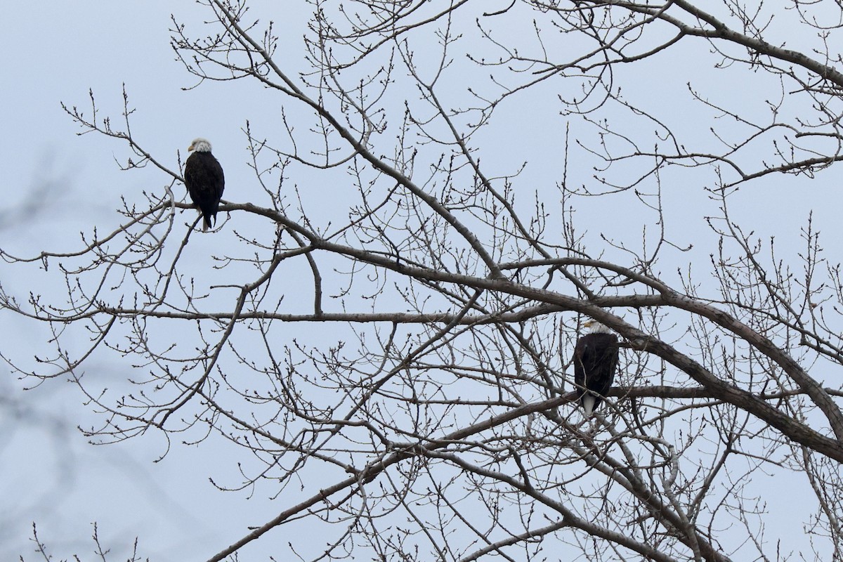 Bald Eagle - ML646810963