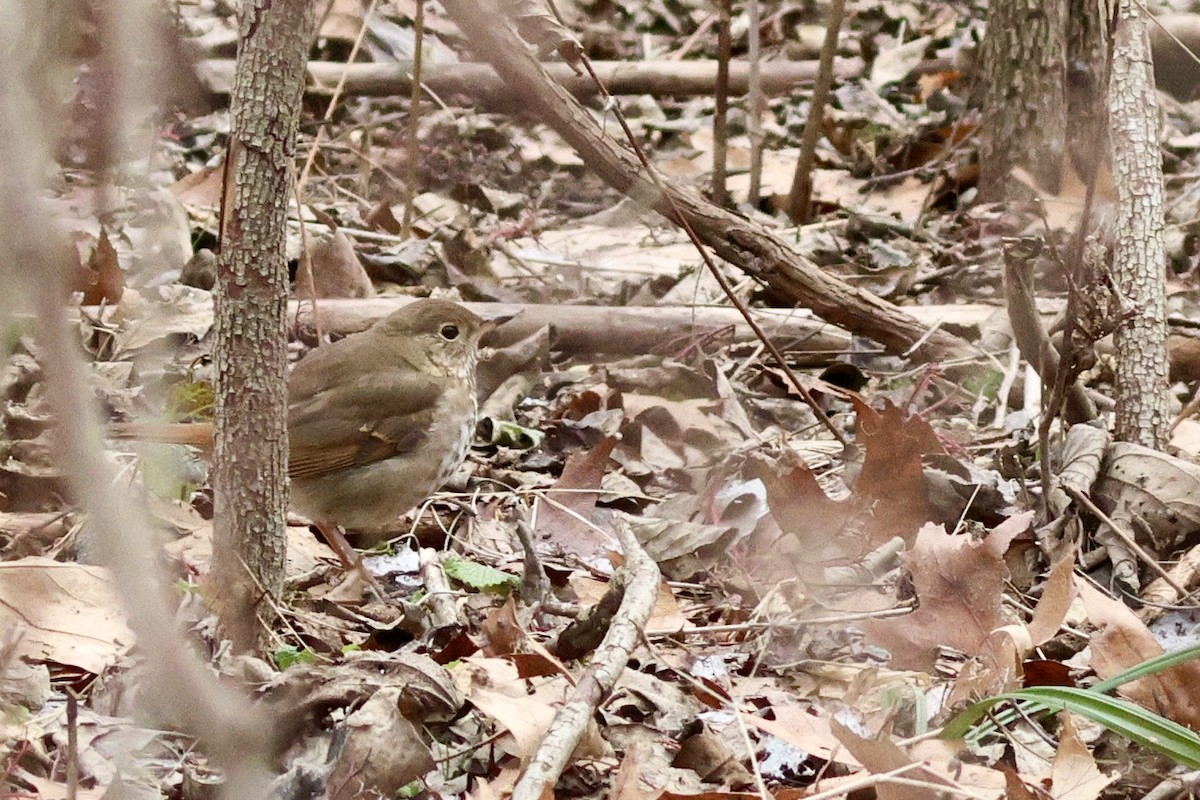 Hermit Thrush - ML646810965