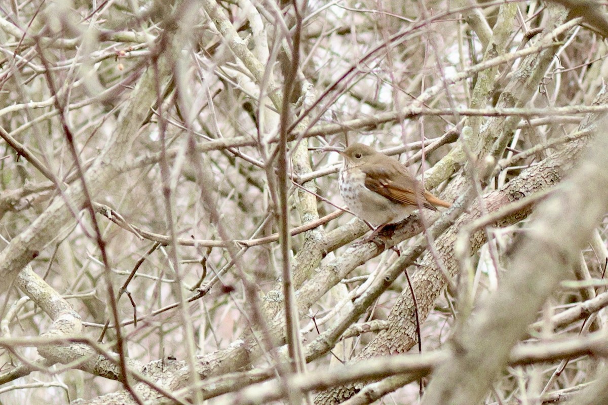 Hermit Thrush - ML646810966