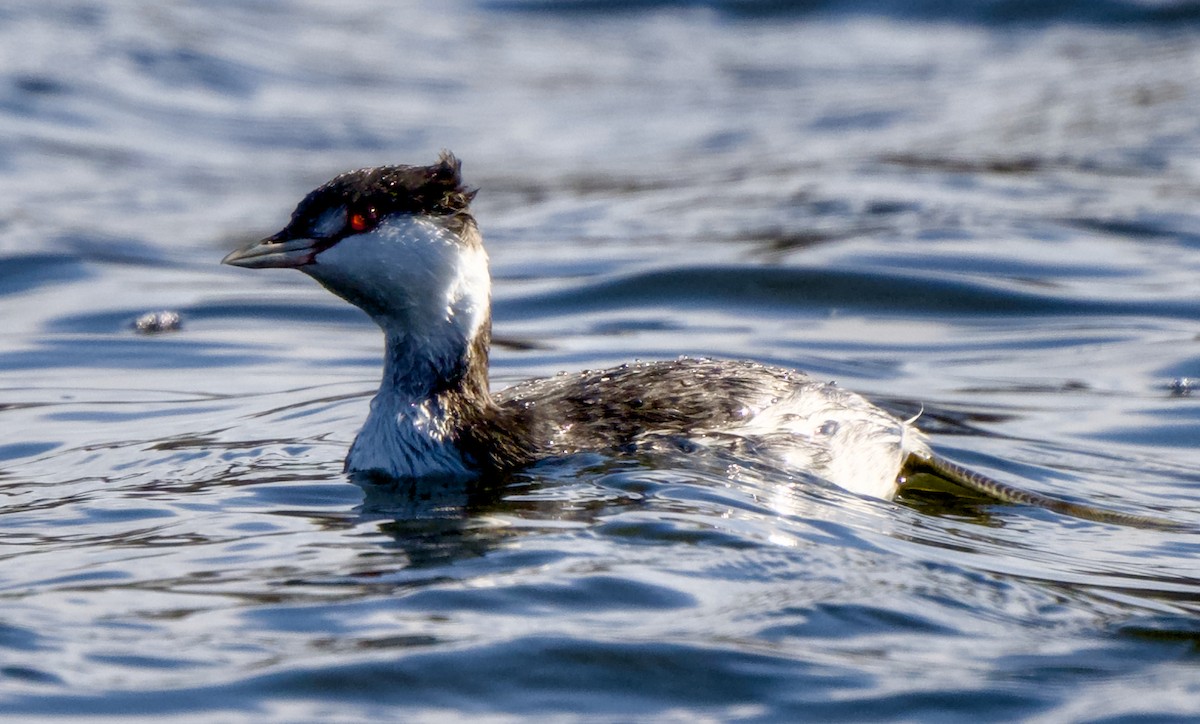 Красношейная поганка - ML646810967