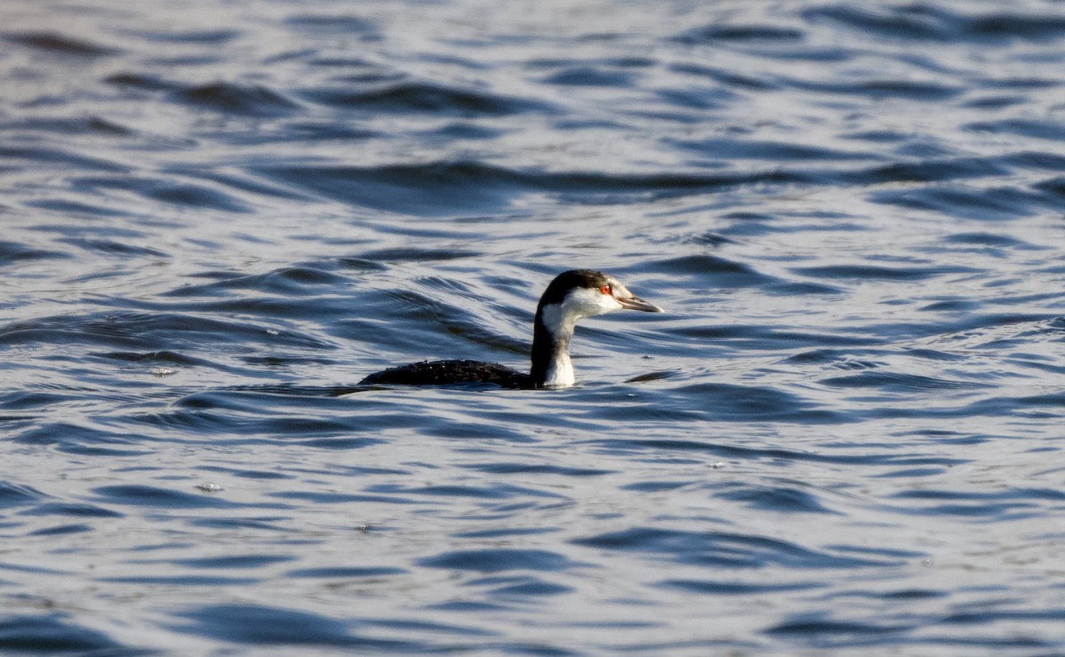 Красношейная поганка - ML646810968