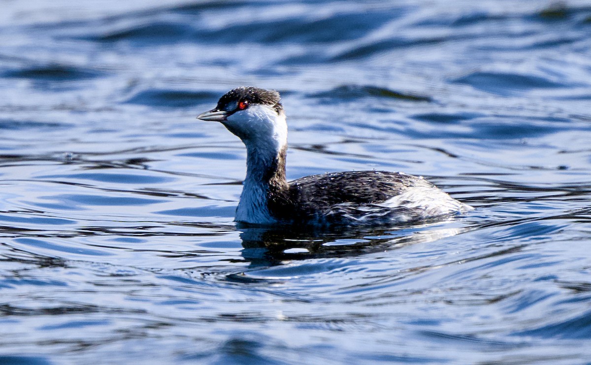 Красношейная поганка - ML646810969